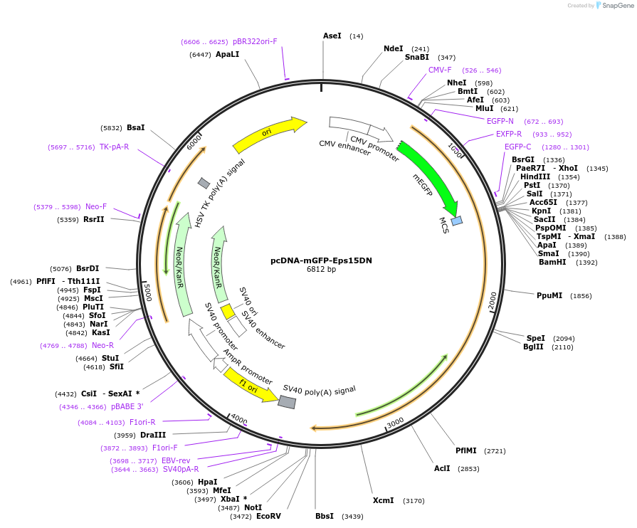 223621-plasmid-map-sequence-id-444081