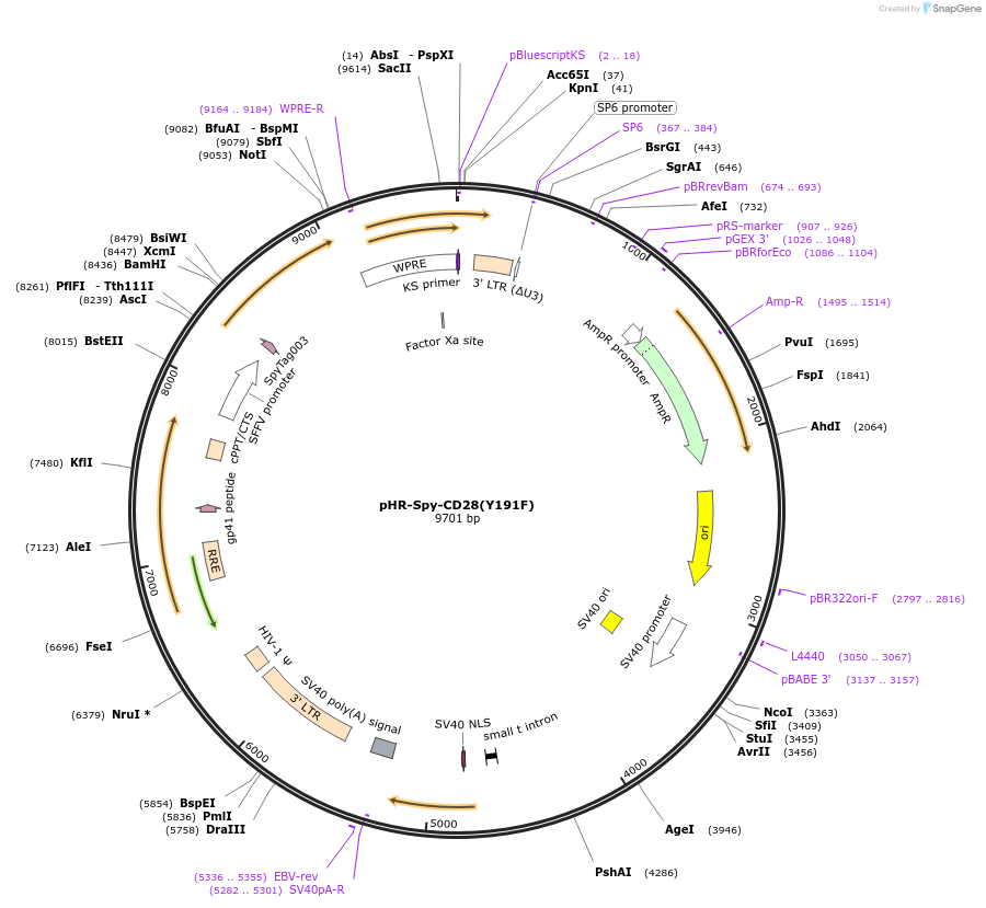 223623-plasmid-map-sequence-id-444083