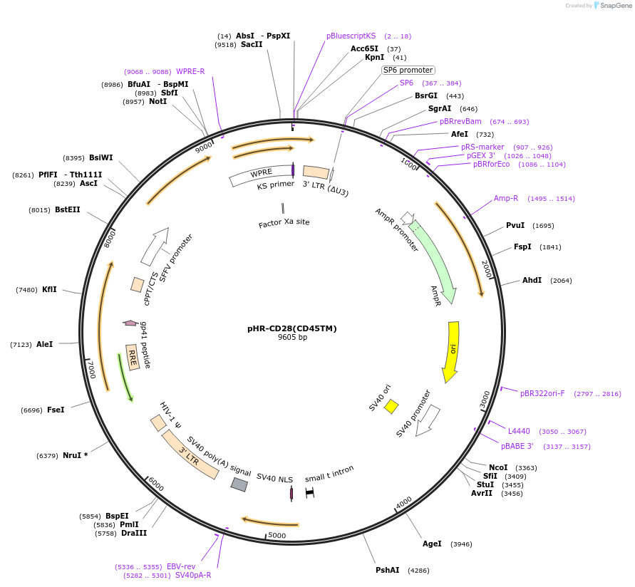 223626-plasmid-map-sequence-id-444086
