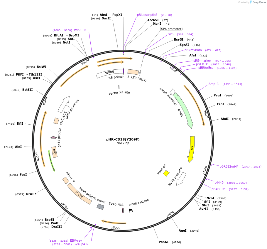 223627-plasmid-map-sequence-id-444087