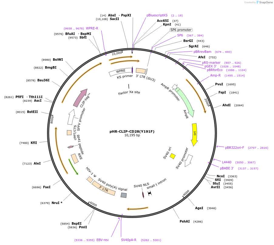 223628-plasmid-map-sequence-id-444088