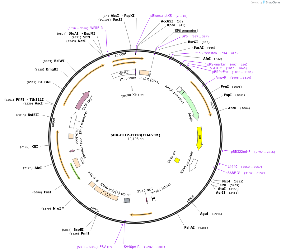 223629-plasmid-map-sequence-id-444089