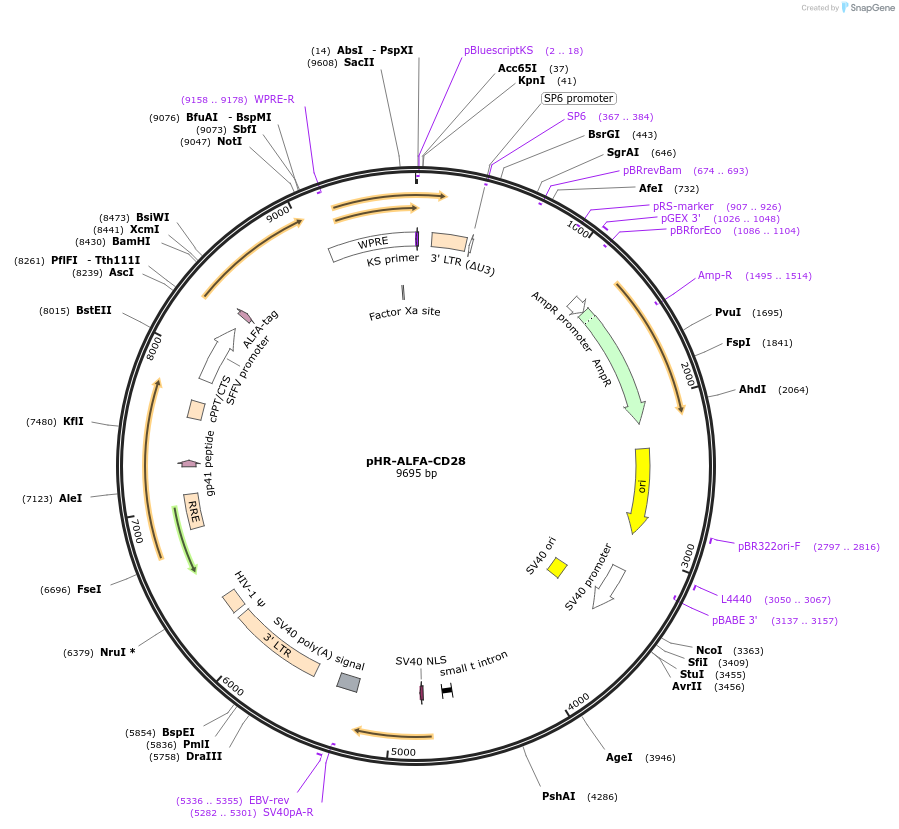 223630-plasmid-map-sequence-id-444090