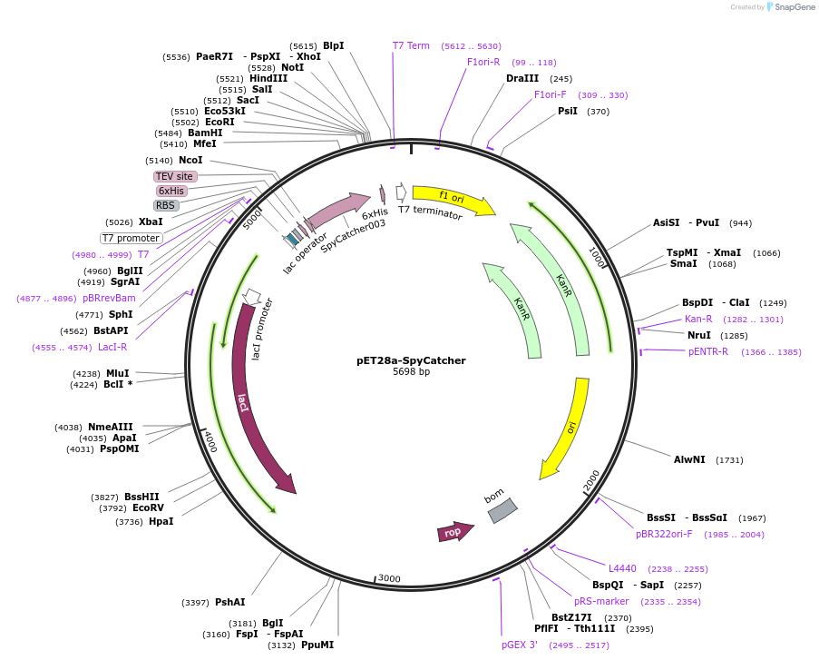 223633-plasmid-map-sequence-id-444092