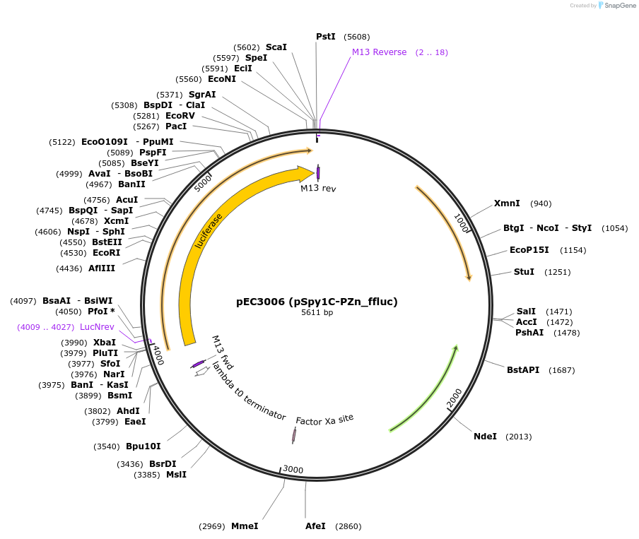 218515-plasmid-map-sequence-id-444093