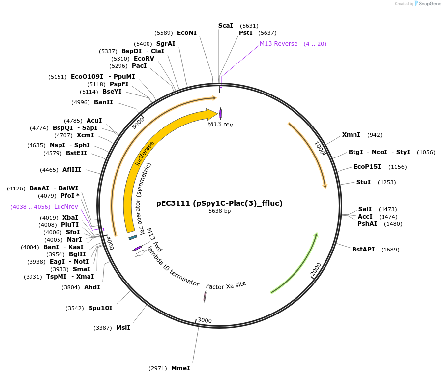 218778-plasmid-map-sequence-id-444099
