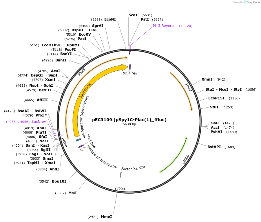 218514-plasmid-map-sequence-id-444100