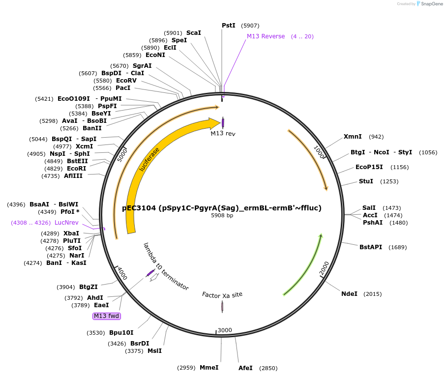 218513-plasmid-map-sequence-id-444102