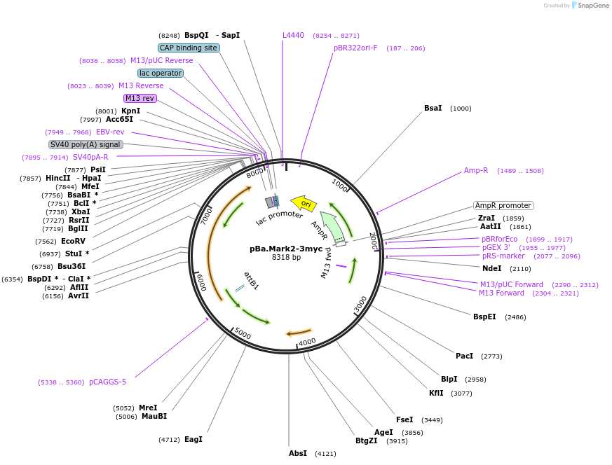 224416-plasmid-map-sequence-id-444103