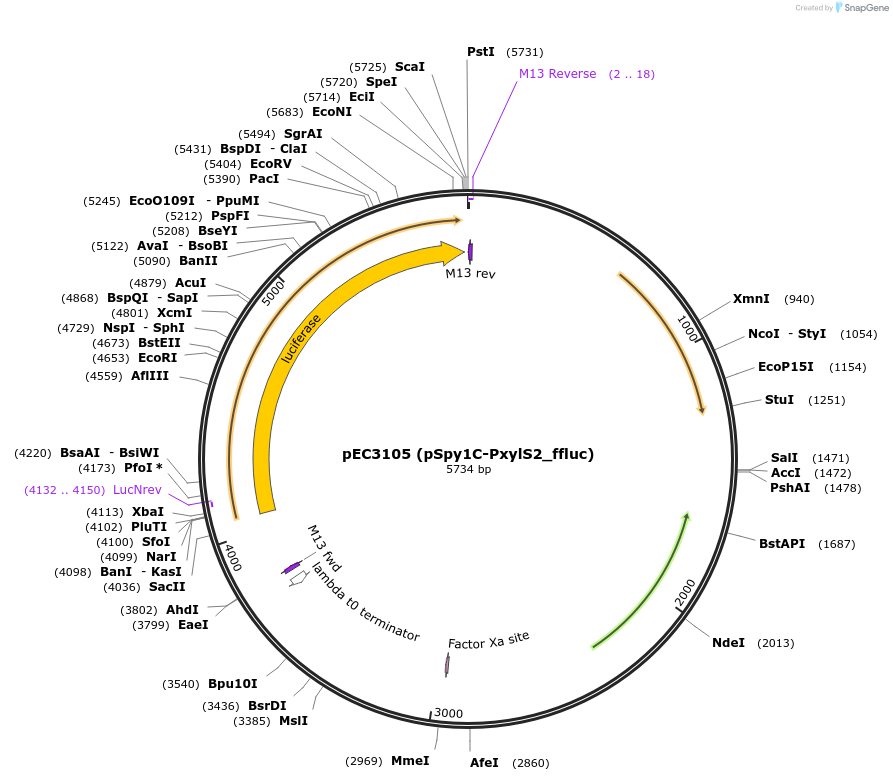 218512-plasmid-map-sequence-id-444104