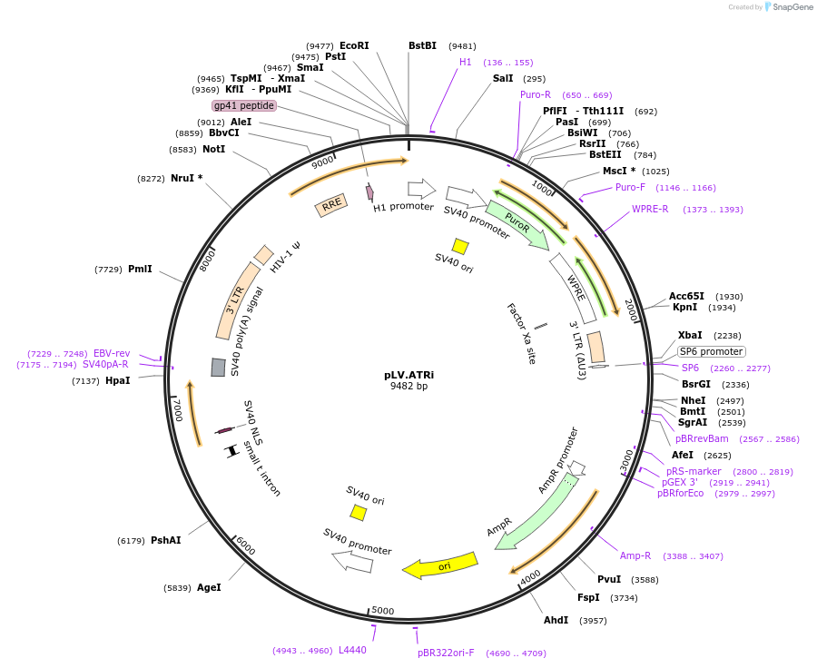 14543-plasmid-map-sequence-id-444119