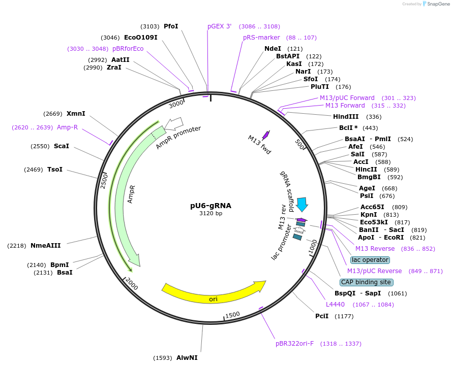 53062-plasmid-map-sequence-id-444147