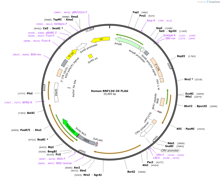 225331-plasmid-map-sequence-id-444152