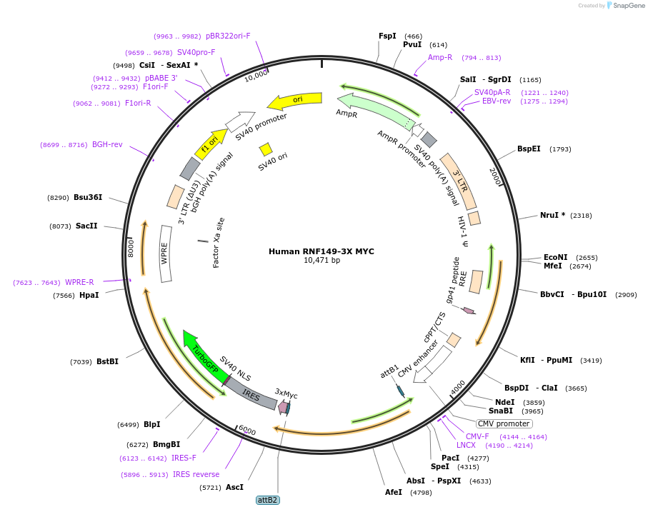 225333-plasmid-map-sequence-id-444155