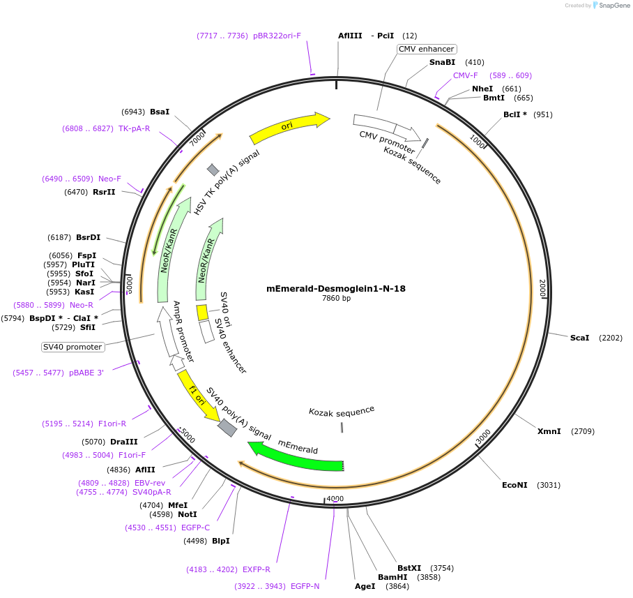 54064-plasmid-map-sequence-id-444156