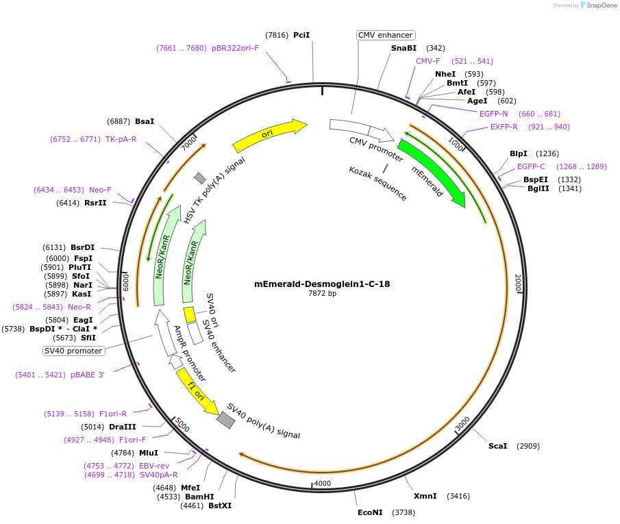 54061-plasmid-map-sequence-id-444157