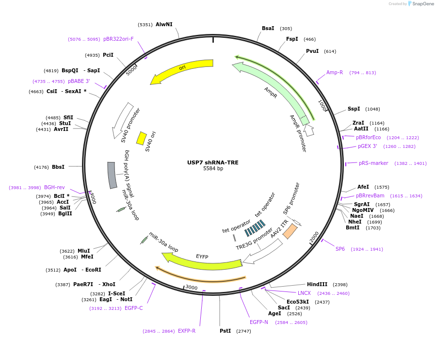 225338-plasmid-map-sequence-id-444158