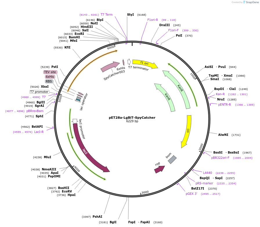 223634-plasmid-map-sequence-id-444167