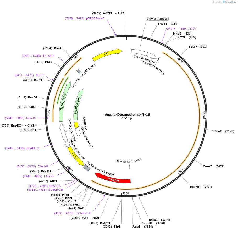 54888-plasmid-map-sequence-id-444173