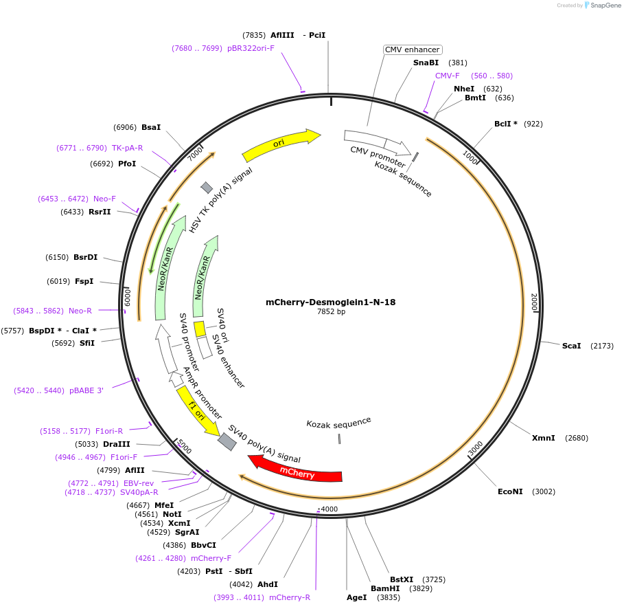 55030-plasmid-map-sequence-id-444176