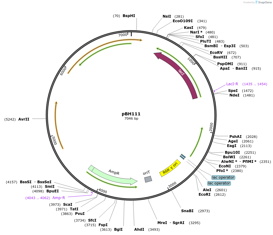 215778-plasmid-map-sequence-id-444183