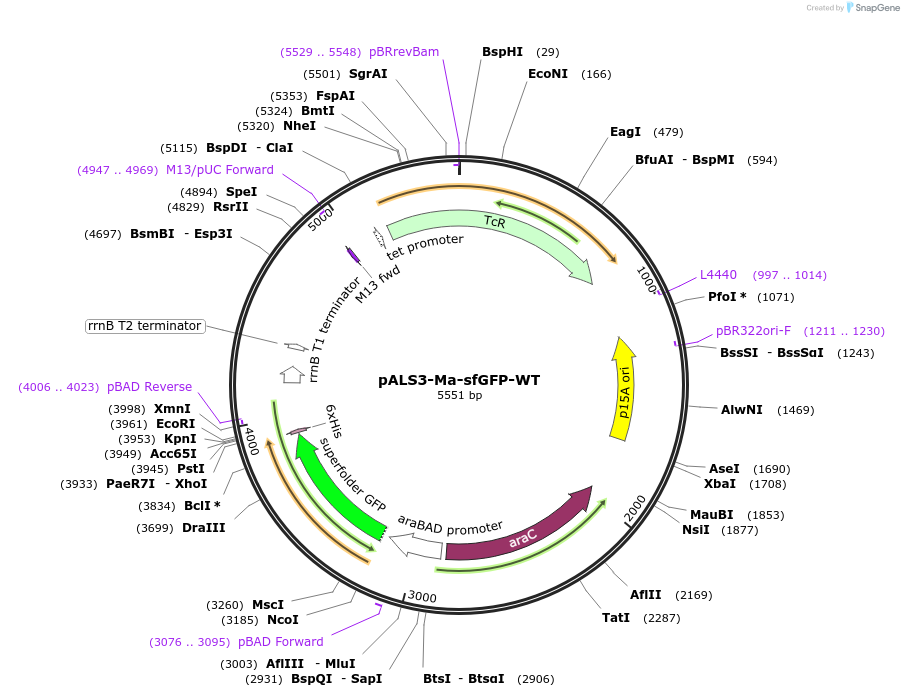 212119-plasmid-map-sequence-id-444185
