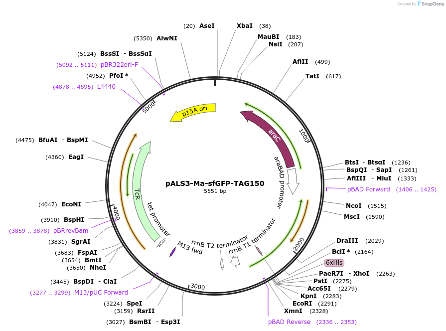 212121-plasmid-map-sequence-id-444186