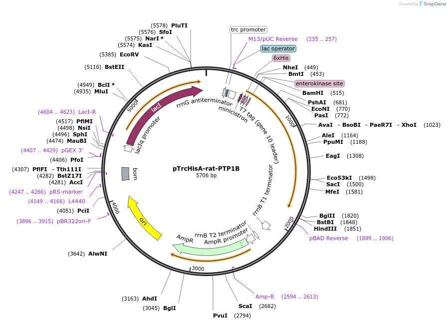 35987-plasmid-map-sequence-id-44419