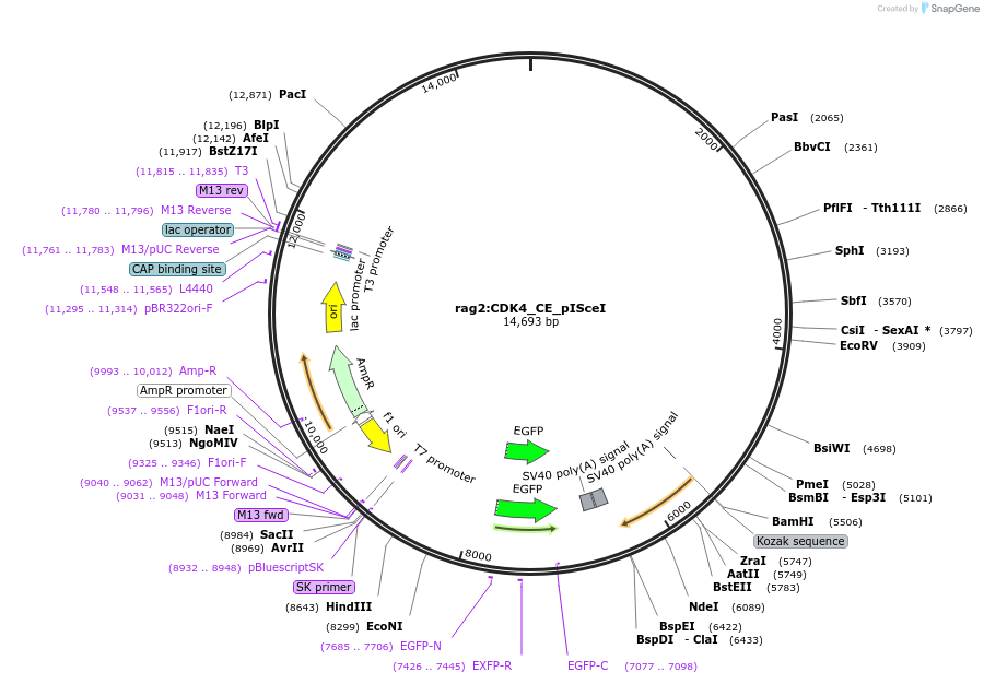 223026-plasmid-map-sequence-id-444194
