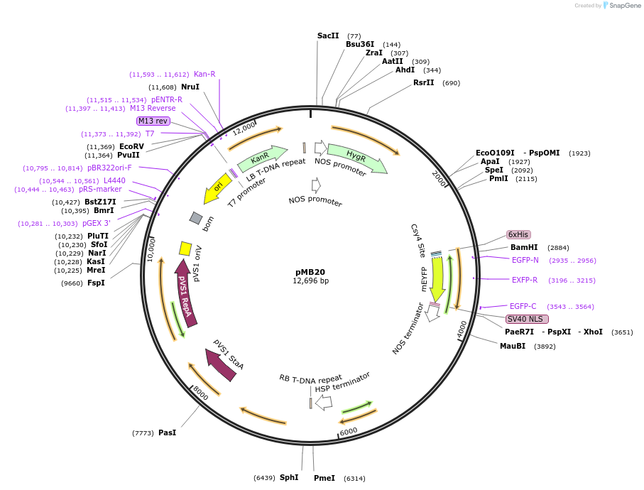 223004-plasmid-map-sequence-id-444198