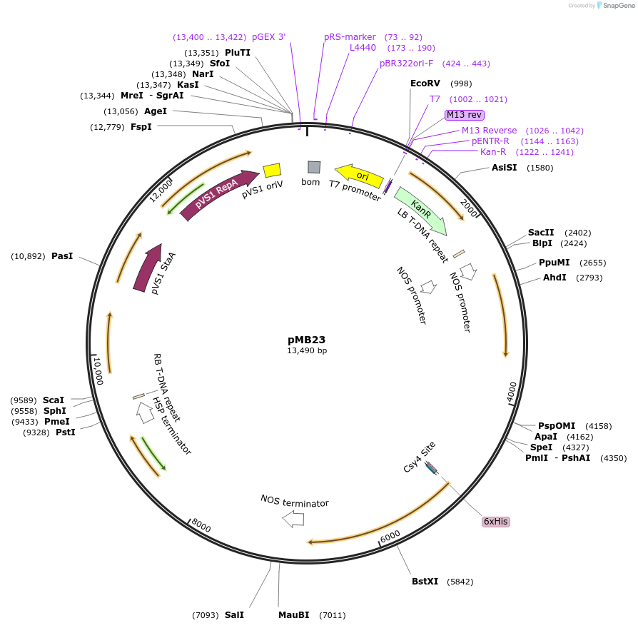 223007-plasmid-map-sequence-id-444200