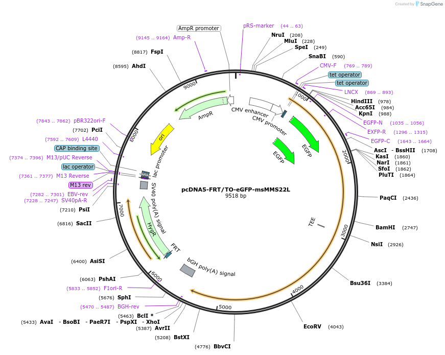 221014-plasmid-map-sequence-id-444211