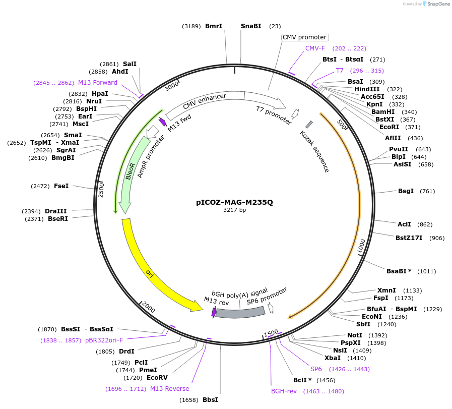 218299-plasmid-map-sequence-id-444221