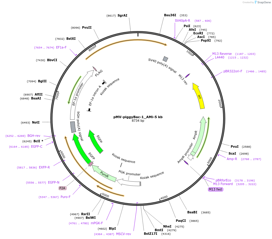 218310-plasmid-map-sequence-id-444223