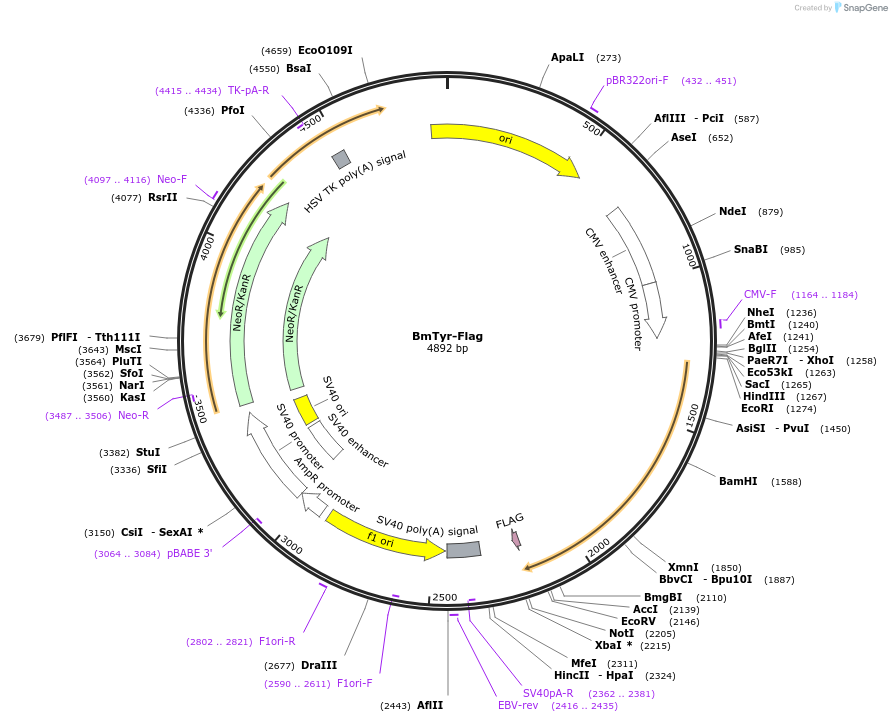 220779-plasmid-map-sequence-id-444228
