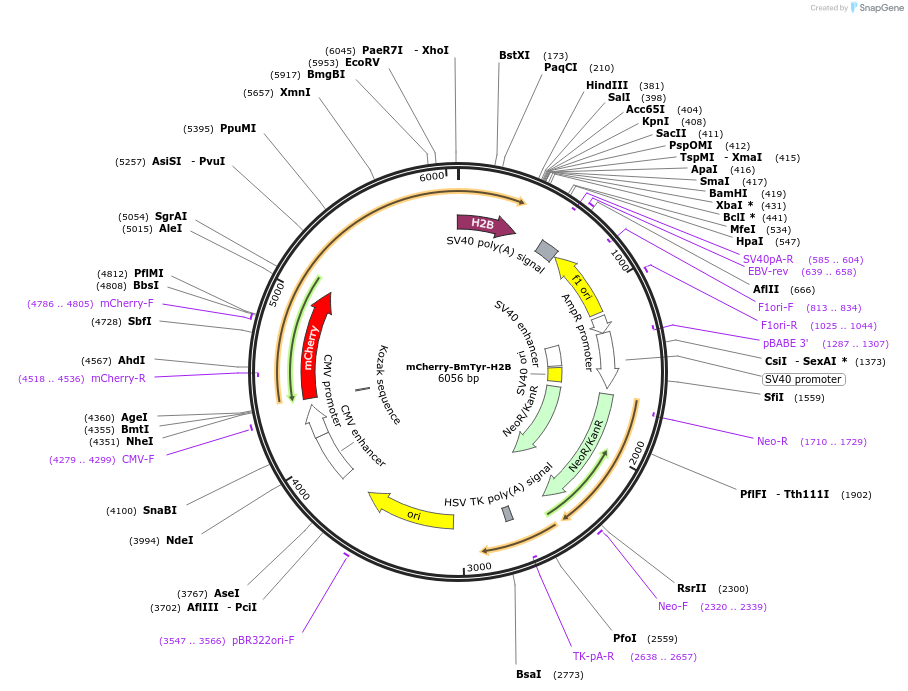 222941-plasmid-map-sequence-id-444229