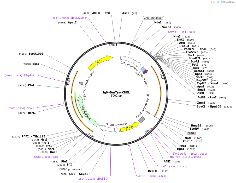 222942-plasmid-map-sequence-id-444230