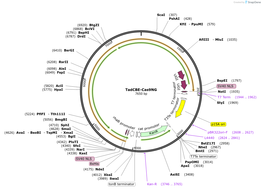 225093-plasmid-map-sequence-id-444232