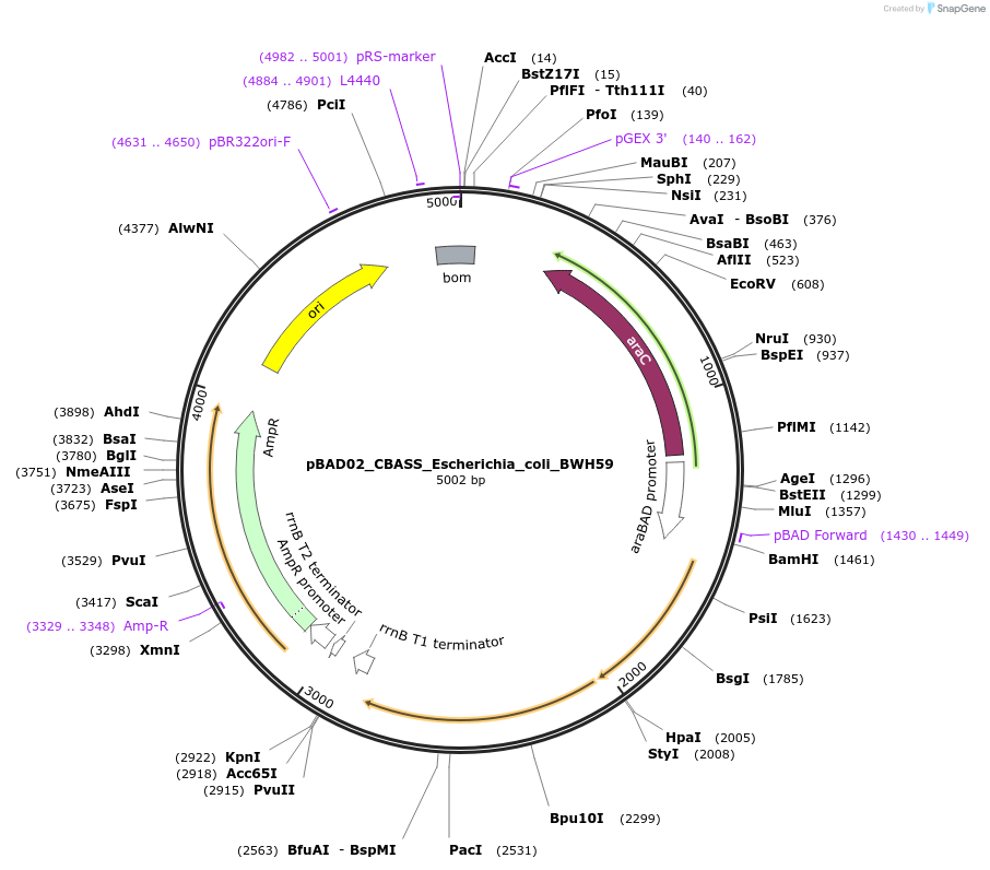 224393-plasmid-map-sequence-id-444236