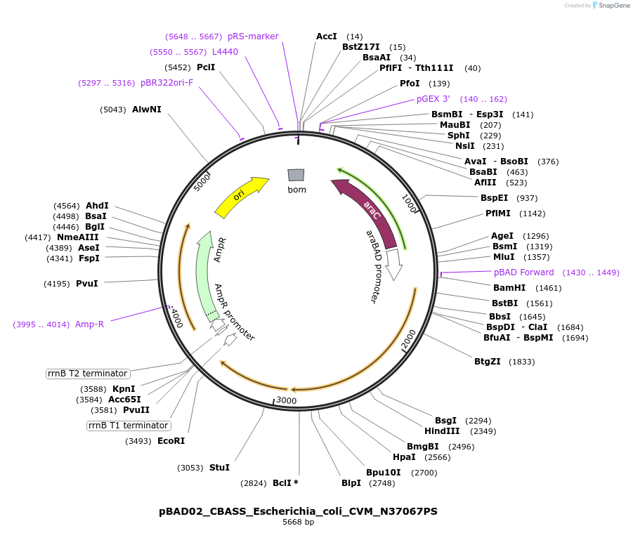 224403-plasmid-map-sequence-id-444246