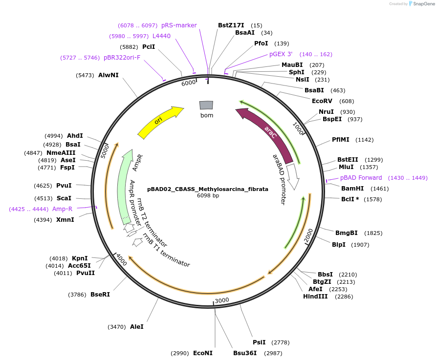 224406-plasmid-map-sequence-id-444249