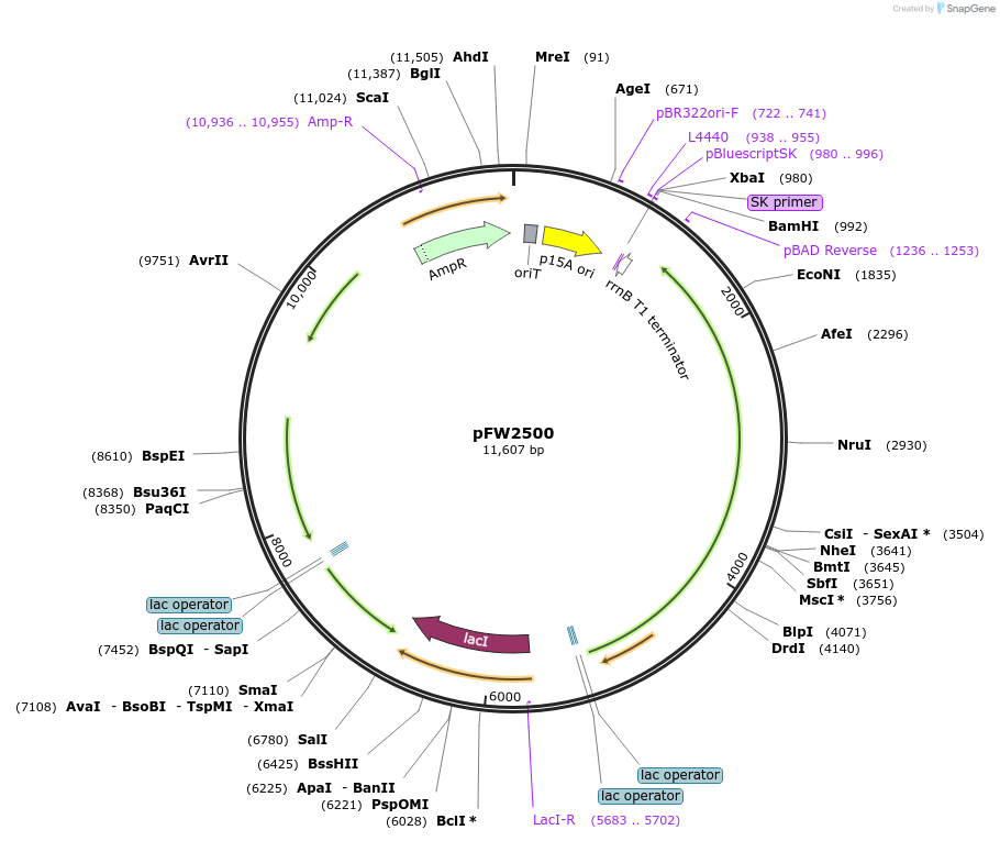 224213-plasmid-map-sequence-id-444253