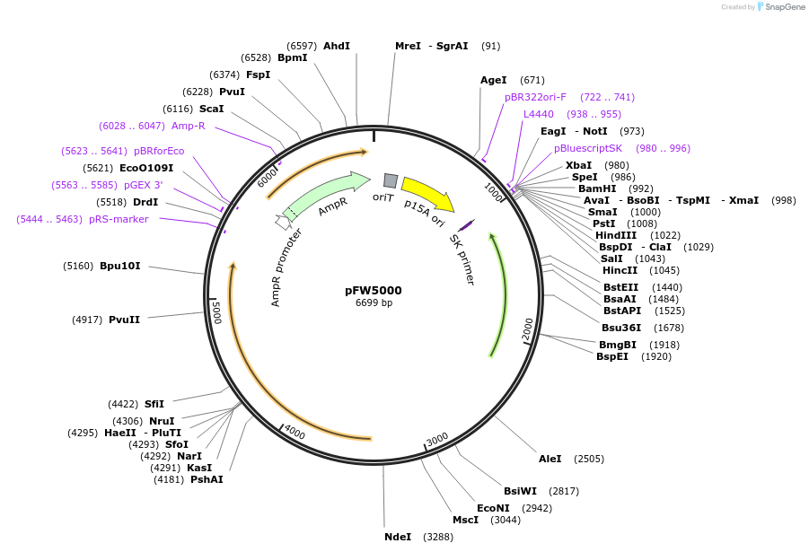 224214-plasmid-map-sequence-id-444254