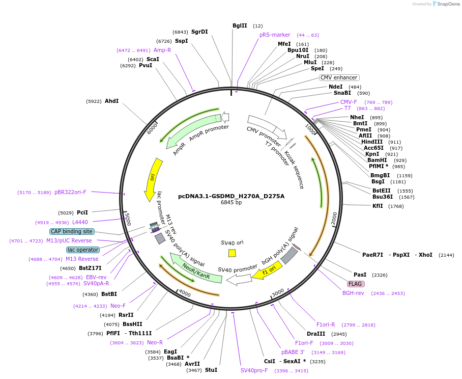 224705-plasmid-map-sequence-id-444275