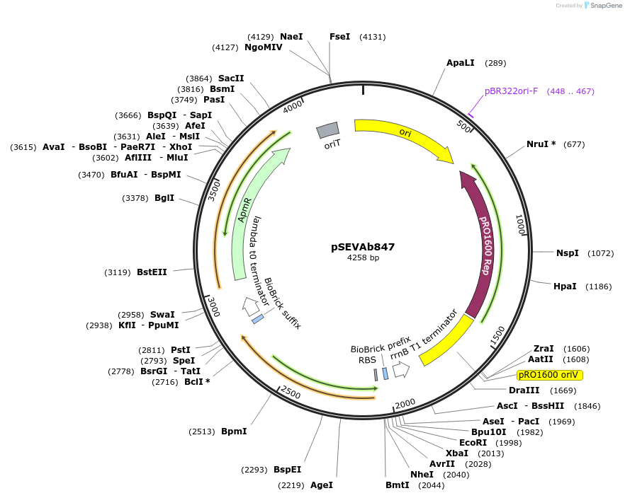 217502-plasmid-map-sequence-id-444279
