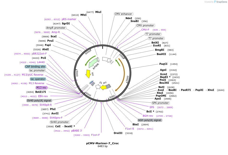 217174-plasmid-map-sequence-id-444280