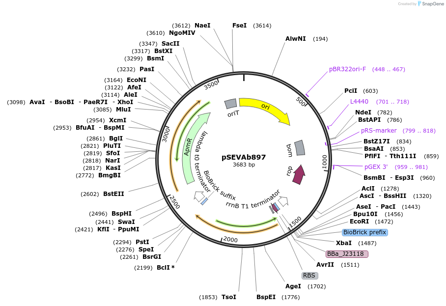 217505-plasmid-map-sequence-id-444281