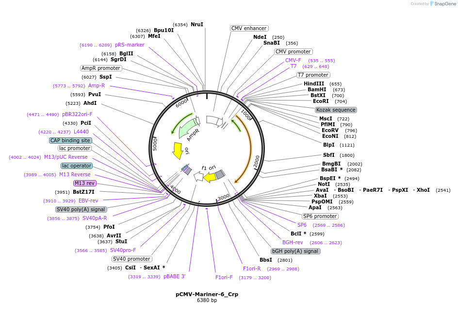 217177-plasmid-map-sequence-id-444283