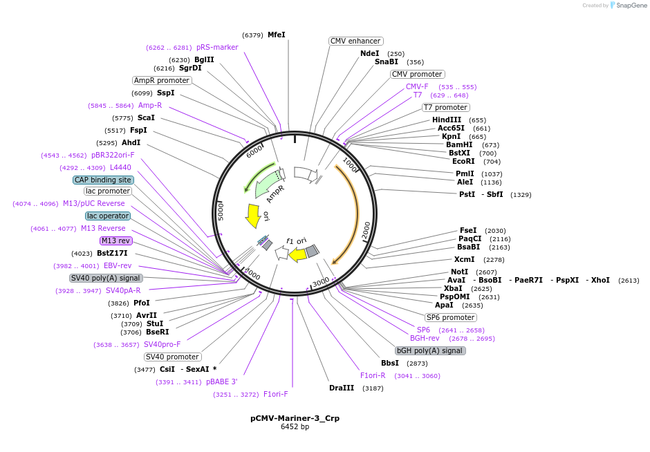 217178-plasmid-map-sequence-id-444284