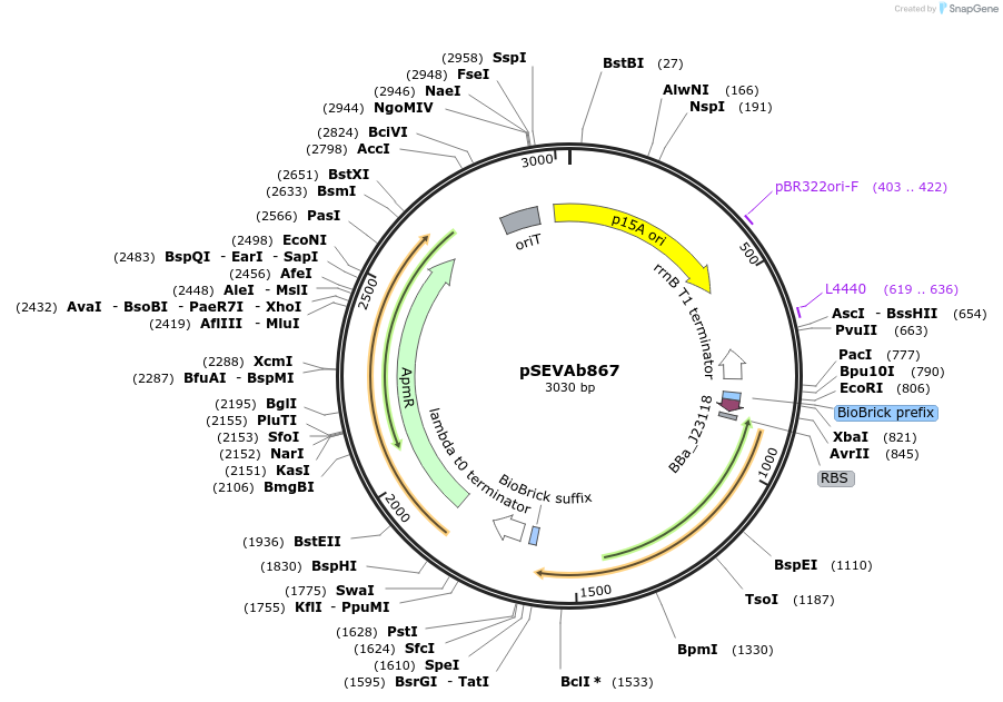 217503-plasmid-map-sequence-id-444286